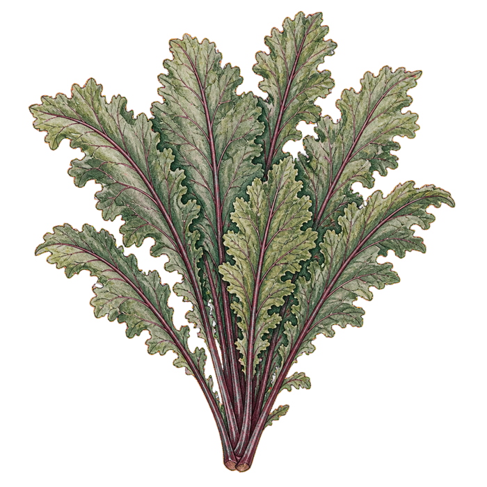 Vintage botanical illustration of Kale - Red Russian